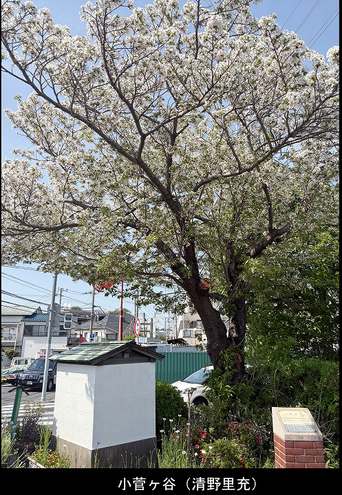 小菅ヶ谷（清野里充）