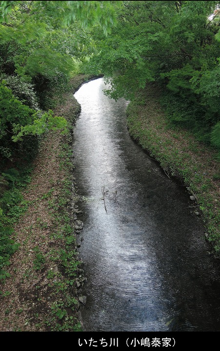 いたち川（小嶋泰家）