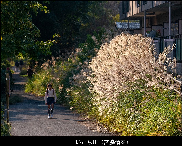 いたち川（宮脇清泰）