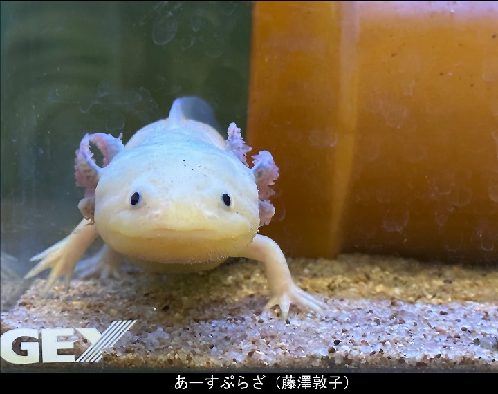 あーすぷらざ（藤澤敦子）
