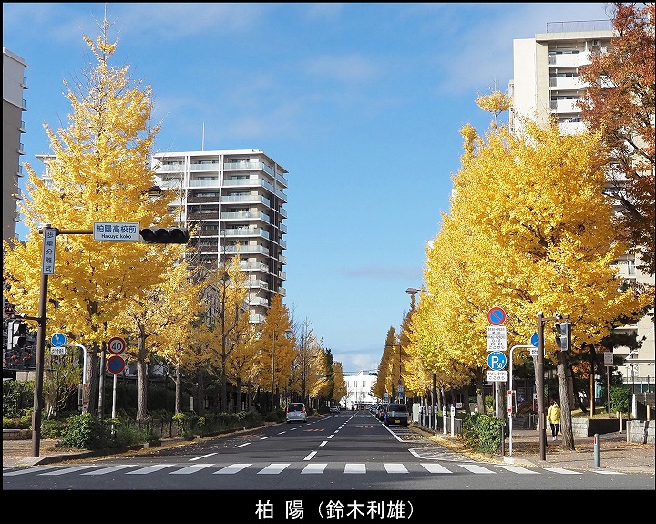 柏陽（鈴木利雄）