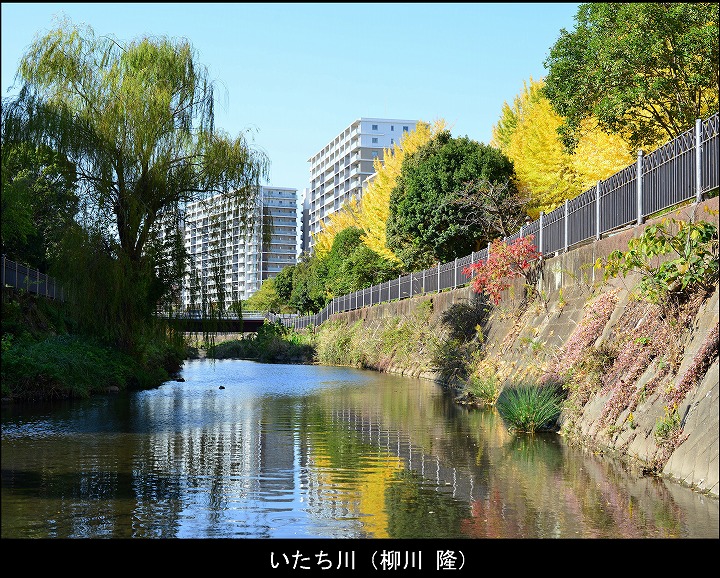 いたち川（柳川隆）