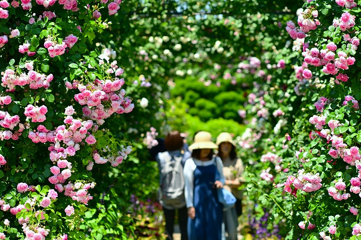 柳川