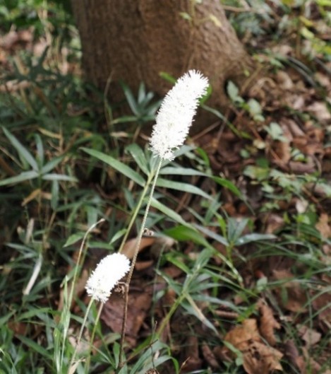 サラシナショウマ