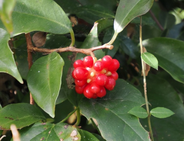 ビンナンカズラ