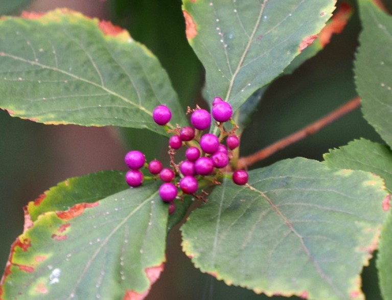 ムラサキシキブ