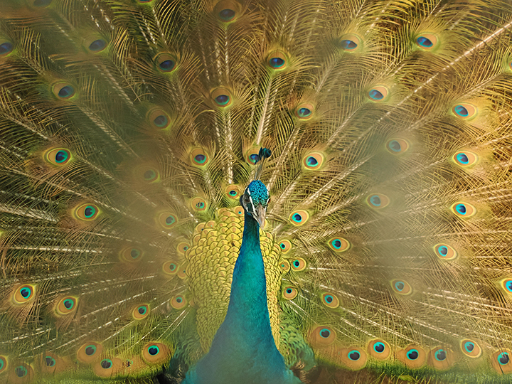 第37回案内はがき